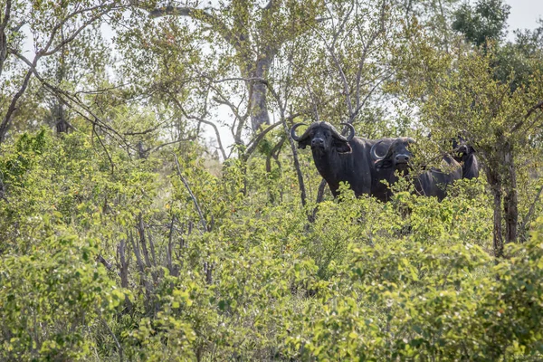 Afrických buvolů v křoví. — Stock fotografie