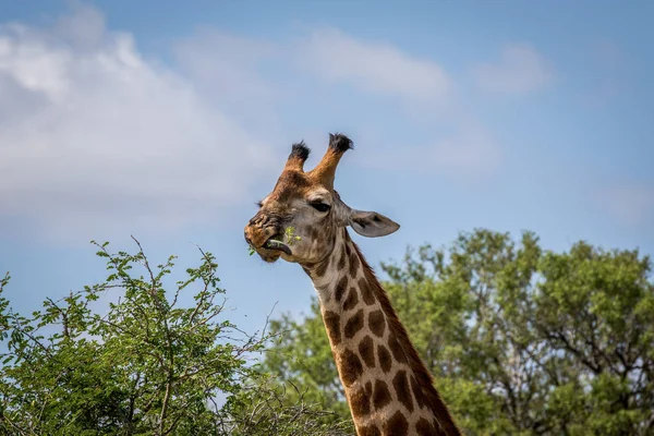 Jirafa de pie en la hierba en el Kruger . — Foto de Stock