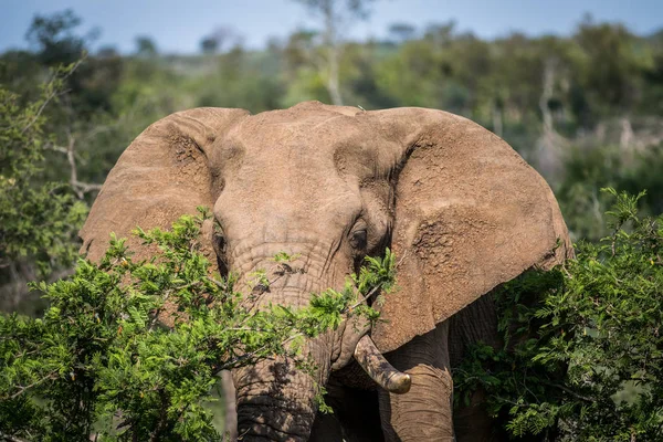 Närbild av en afrikansk elefant. — Stockfoto