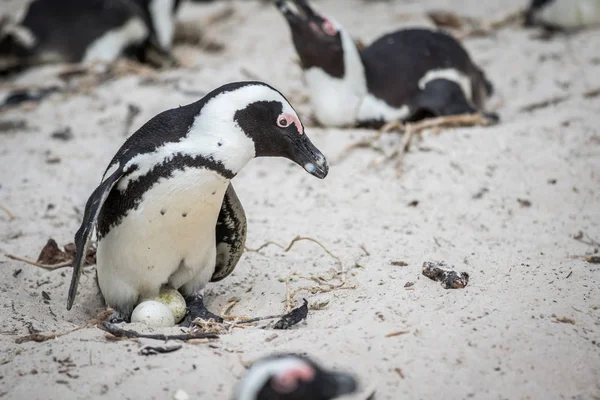 Pinguim africano sentado em um ovo . — Fotografia de Stock