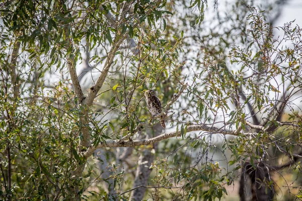 Pearl benekli owlet dal. — Stok fotoğraf