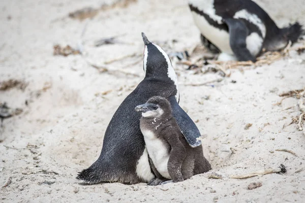 Two African penguins cuddling in the sand. — Stock Photo, Image