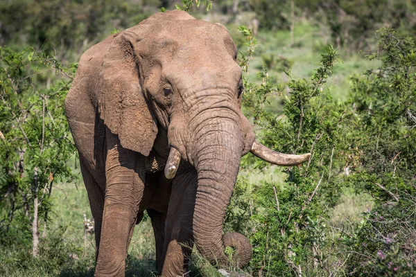 Primer plano de un elefante africano comiendo . — Foto de Stock