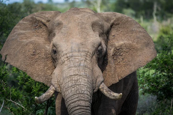 Närbild av en afrikansk elefant. — Stockfoto