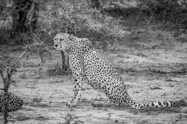 Cheetah sentado na areia em preto e branco . — Fotografia de Stock