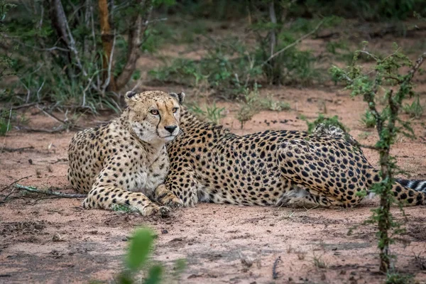 Duas Cheetahs no mato no Kruger . — Fotografia de Stock