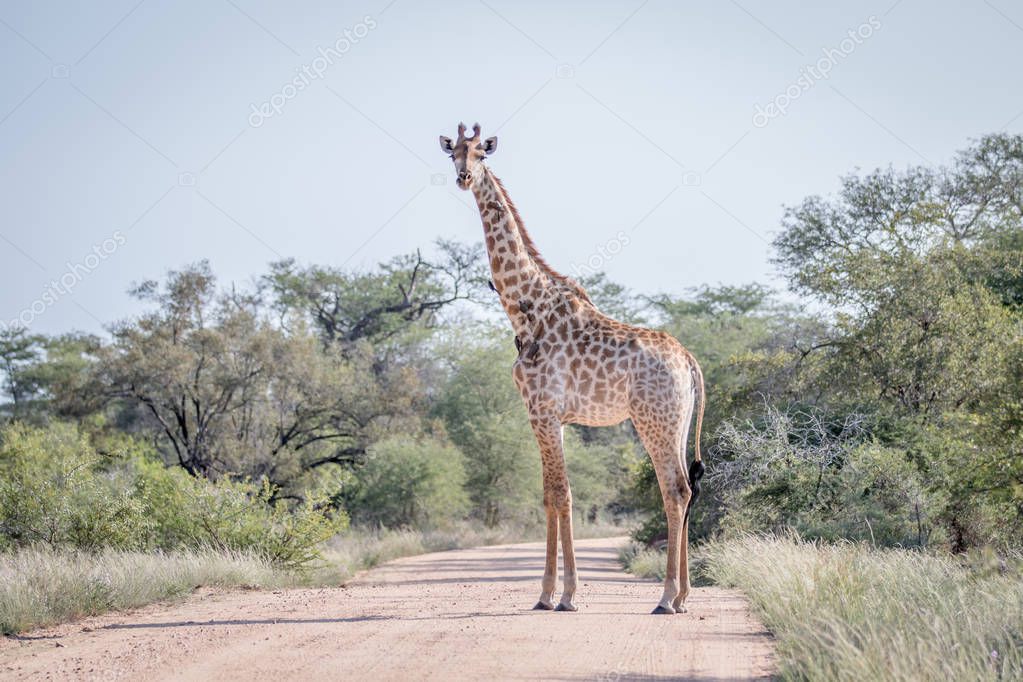 Giraffe standing in the middle of the road.