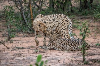 İki çita Kruger Bush.