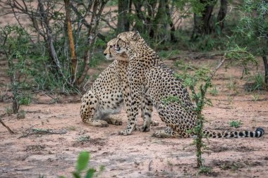 İki çita kuma oturmuş.