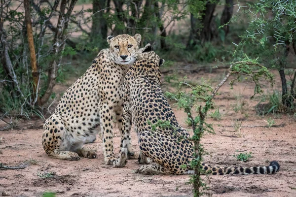 Två geparder sitter i sanden. — Stockfoto