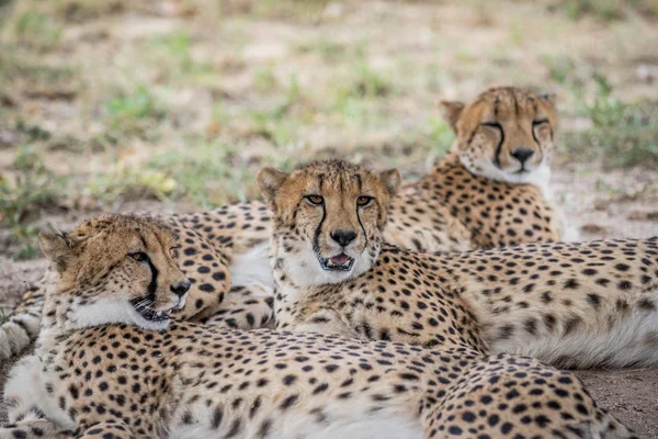 Coalizão de Cheetahs deitado na areia . — Fotografia de Stock