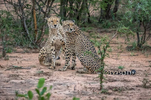 Twee Cheetahs (Rugby) zitten in het zand. — Stockfoto