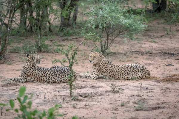 Dva gepardi v buši v Kruger. — Stock fotografie