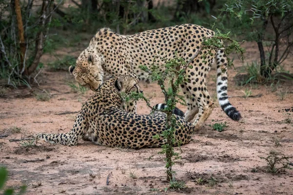 Två geparder i bushen i Kruger. — Stockfoto