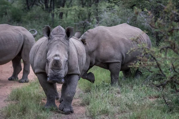 Grupo de rinocerontes blancos de pie en el camino . — Foto de Stock
