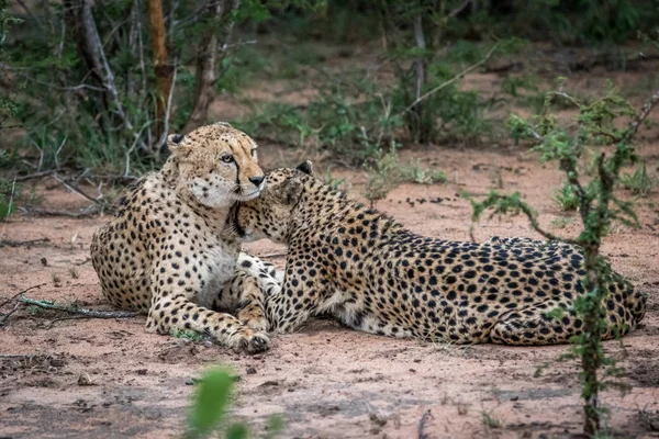 Zwei Geparden im Busch im Kruger. — Stockfoto