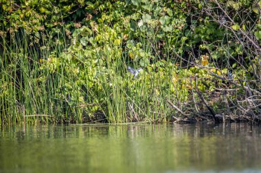 Su üzerinde uçan alaca yalıçapkını.