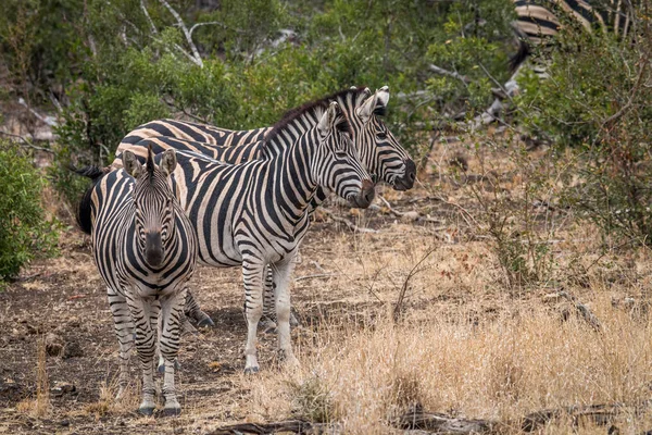 Чотири зебр стоячи в траві. — стокове фото
