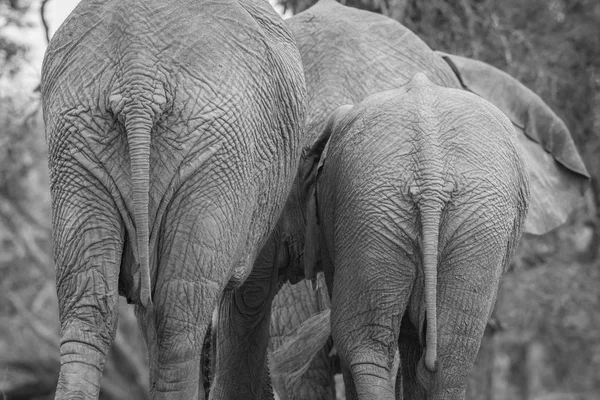 Bourdon d'éléphant d'Afrique à Welgevonden . — Photo