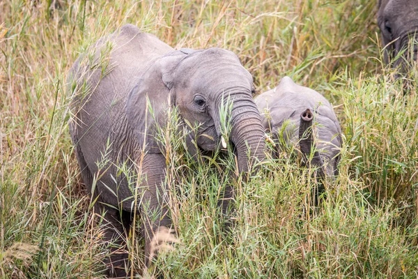 Afrikaanse olifant die gras eet. — Stockfoto