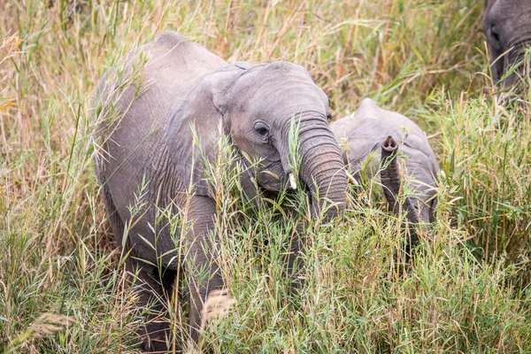 Elefante africano comiendo hierba. — Foto de Stock