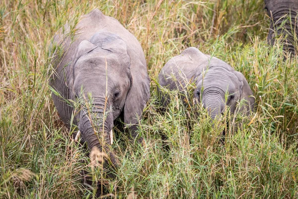 Elefante africano comiendo hierba. — Foto de Stock
