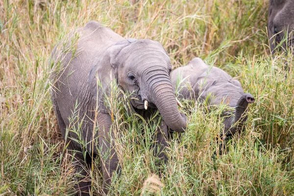 Elefante africano comiendo hierba. — Foto de Stock