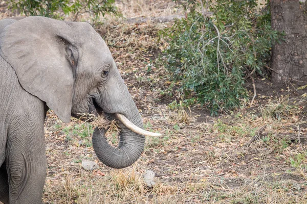 Perfil lateral de um elefante africano . — Fotografia de Stock