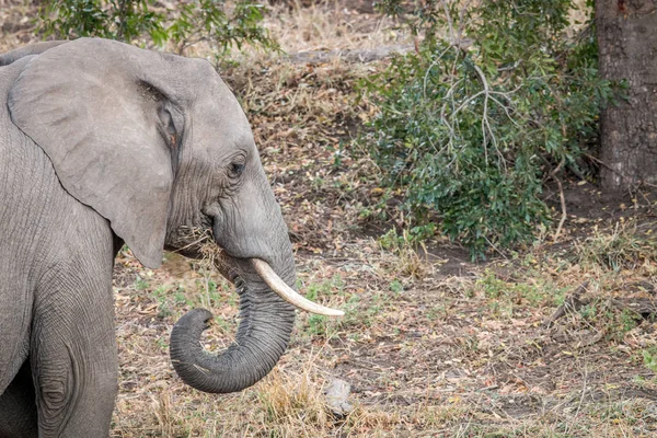 Side profile of an African elephant.