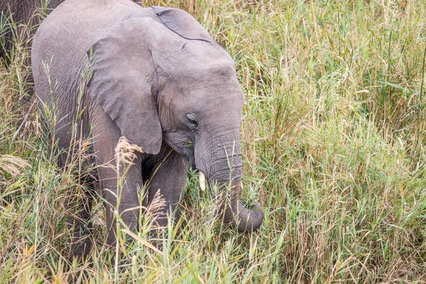 Elefante africano comendo grama. — Fotografia de Stock