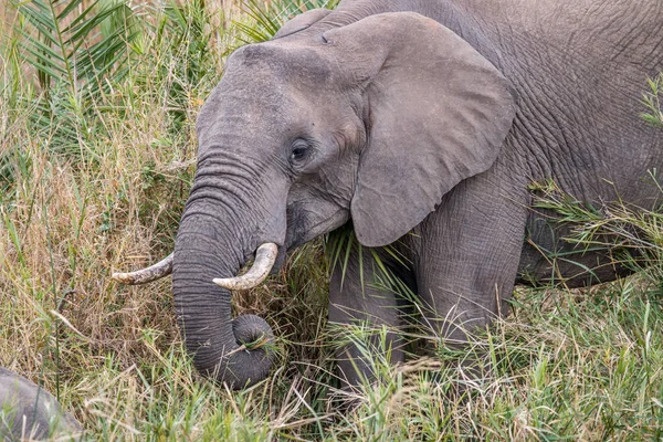 Afrikanischer Elefant frisst Gras. — Stockfoto