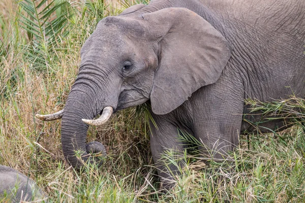 Elefante africano comiendo hierba. — Foto de Stock