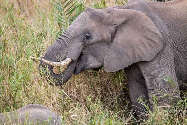 Elefante africano comiendo hierba. — Foto de Stock