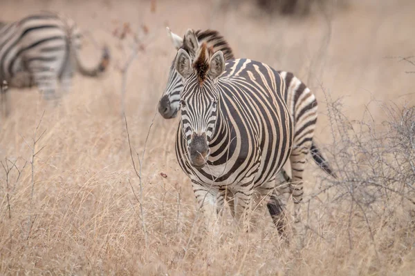 Zebras em pé na grama longa . — Fotografia de Stock