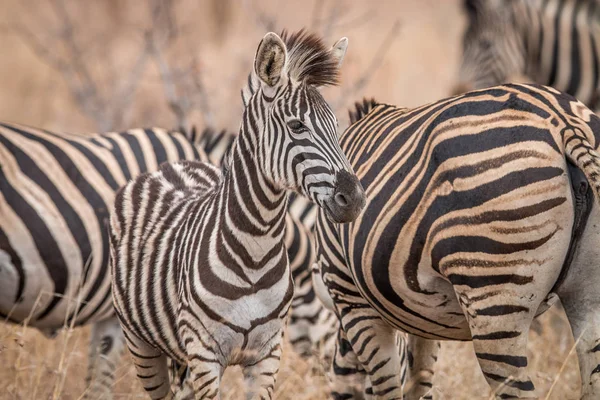 Zebras em pé na grama longa . — Fotografia de Stock