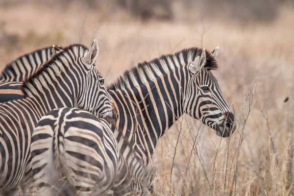 Zebras standing in the long grass in the Welgevonden game reserve, South Africa.