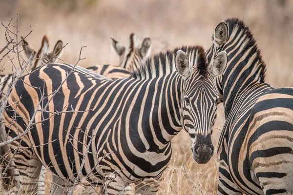 Зебры, стоящие в траве . — стоковое фото