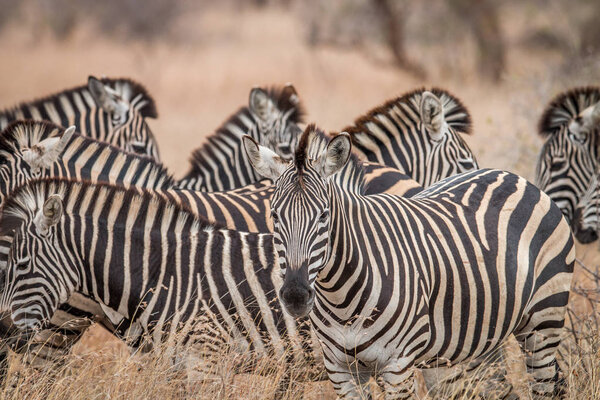 Zebras standing in the long grass in the Welgevonden game reserve, South Africa.