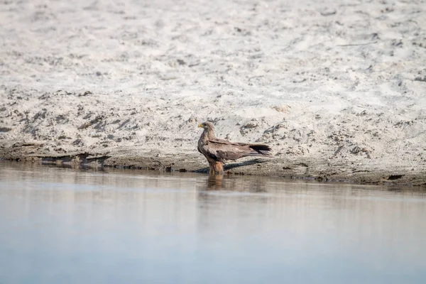 Желтоклювый змей стоит в воде . — стоковое фото