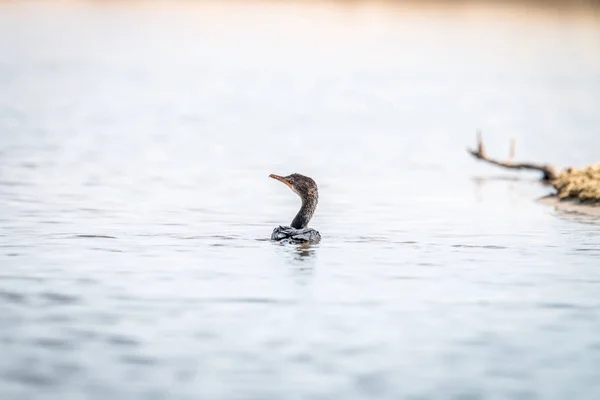 Cormorán de caña nadando cerca de la playa . — Foto de Stock