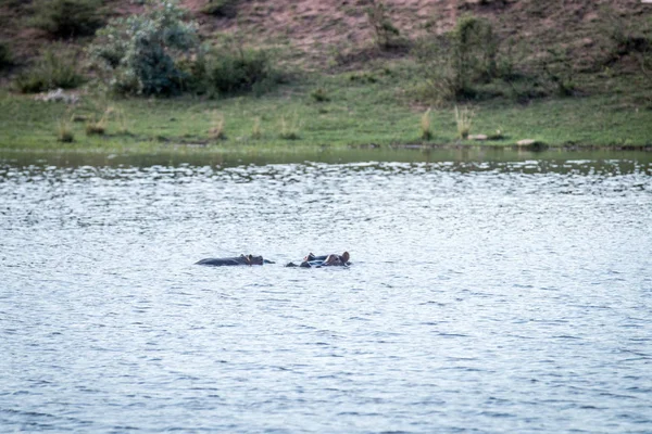 Flodhästar i en waterdam i Welgevonden. — Stockfoto