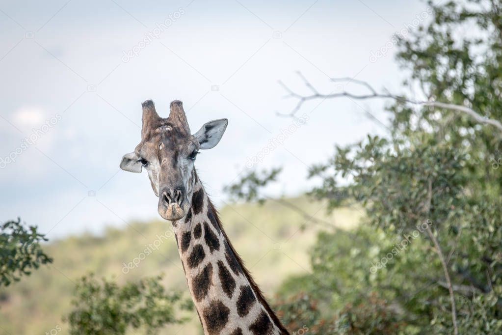 Giraffe starring at the camera.