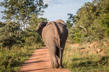 Kameradan uzak yürüme büyük fil boğa.