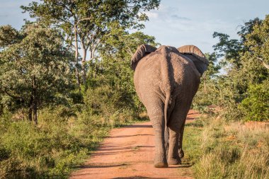 Kameradan uzak yürüme büyük fil boğa.