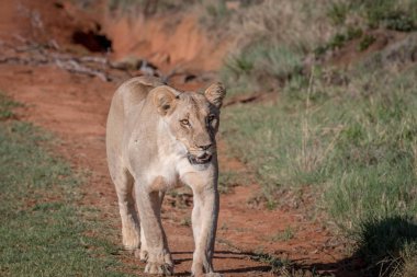 Kameranın doğru yürüyüş aslan.