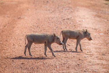 Warthogs ailesi ile bebekler.