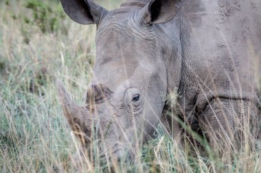 Beyaz rhino çim, yakın çekim.