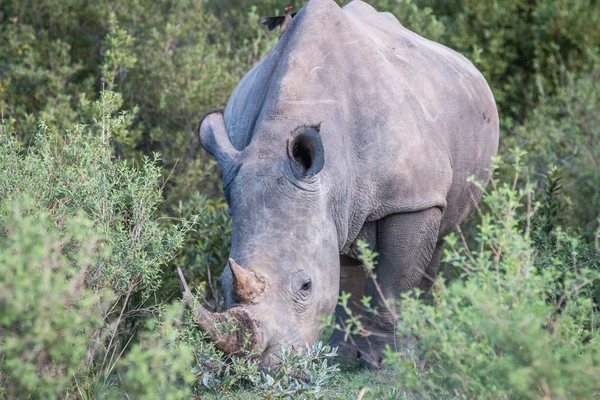 Beyaz rhino ayakta çim. — Stok fotoğraf