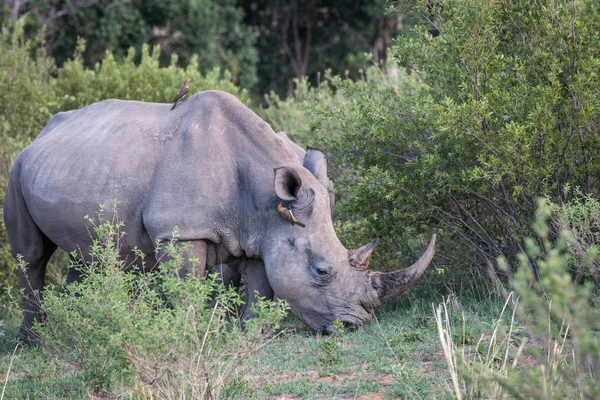 Rinocer alb în picioare în iarbă . — Fotografie, imagine de stoc
