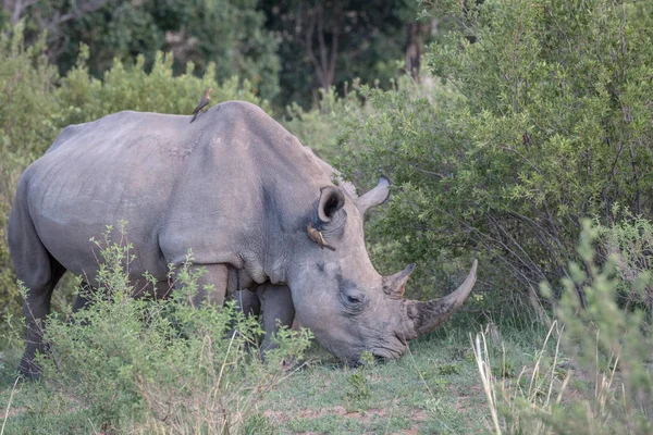 White rhino standing in the grass.